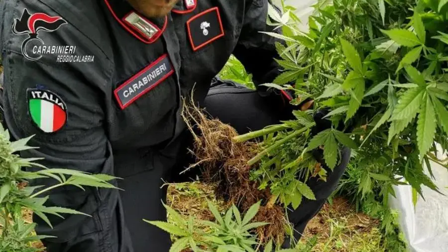 Cardeto, coltivava marijuana: arrestato images Cardeto, coltivava marijuana: arrestato