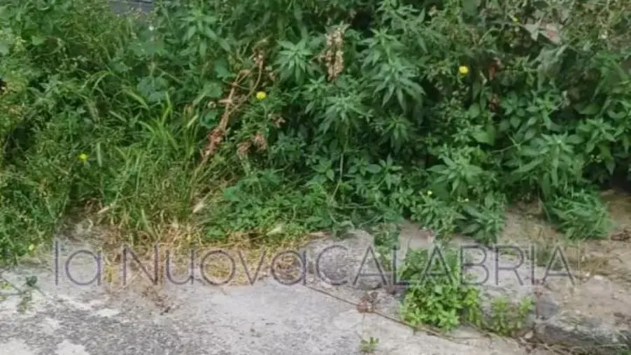 images Verde pubblico nel quartiere Mater Domini, le rimostranze dei residenti: "Ancora erbacce e insetti"