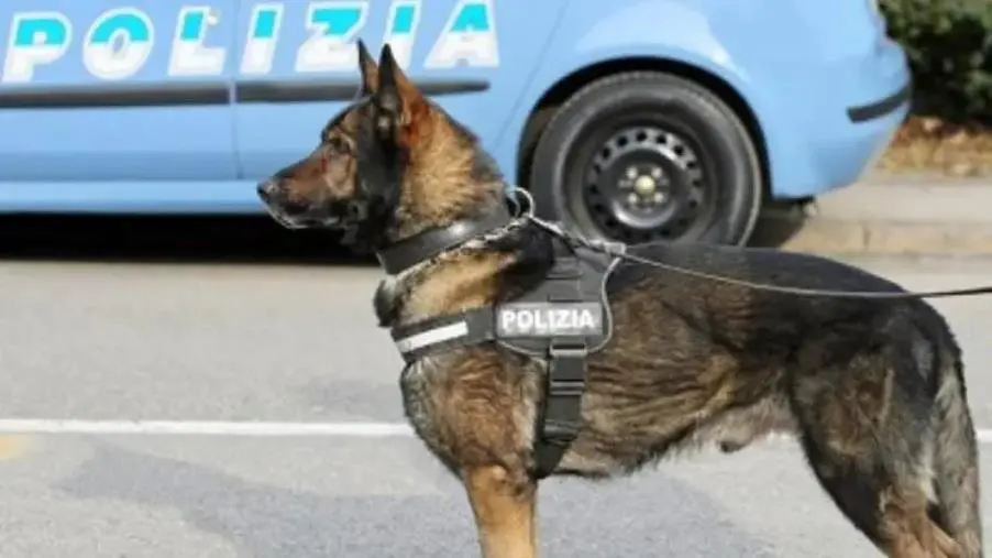 images Cosenza, fiuto eccellente: spacciatore arrestato grazie al cane poliziotto Max