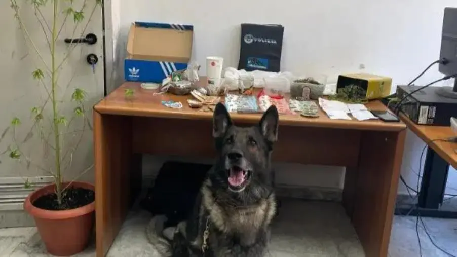 Reggio, arrestato ventenne per detenzione e produzione di hashish e marijuana images Reggio, arrestato ventenne per detenzione e produzione di hashish e marijuana