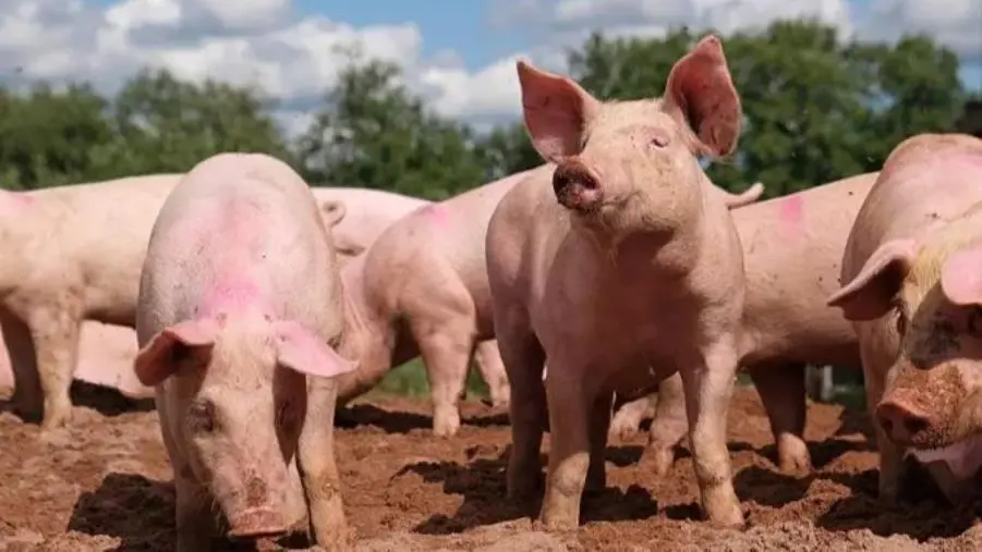 In Calabria uccide un maiale a bastonate e posta il video su social: esposto dell'Aidaa images In Calabria uccide un maiale a bastonate e posta il video su social: esposto dell'Aidaa