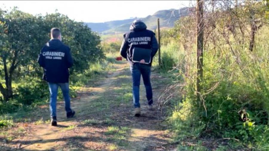 Sfruttamento dei braccianti agricoli: controlli in una azienda nel Lametino images Sfruttamento dei braccianti agricoli: controlli in una azienda nel Lametino