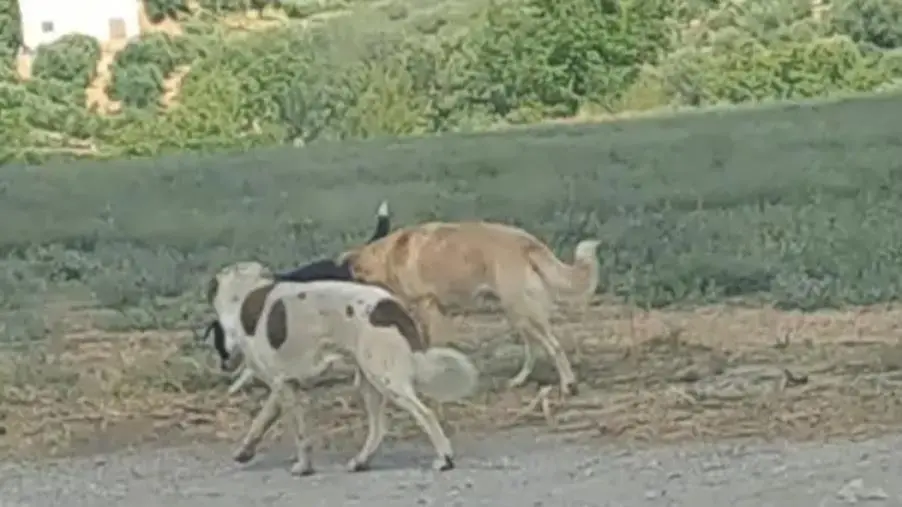 Cani liberi, l'associazione Stop Animal Crimes Italia: "Segnalazioni da tutta la Calabria, a che servono le leggi?" images Cani liberi, l'associazione Stop Animal Crimes Italia: "Segnalazioni da tutta la Calabria, a che servono le leggi?"