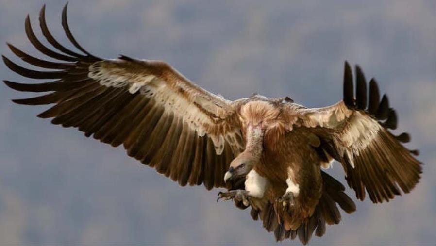 images Bracconaggio, 73 specie di volatili sequestrati nel Cosentino