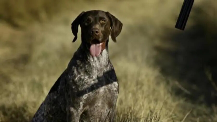 images Mileto, cane perde la zampa in una trappola per cinghiali: salvato, ora cerca casa