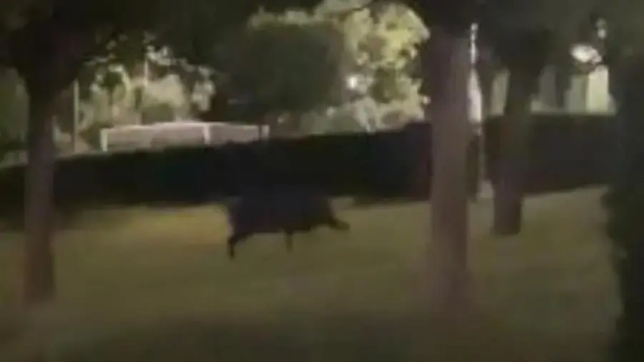 images Ennesimo avvistamento di cinghiale al Parco della Biodiversità di Catanzaro