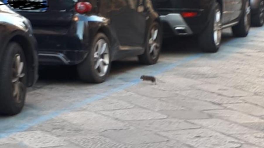 images Catanzaro, al via dal 1° marzo la derattizzazione su tutto il territorio comunale