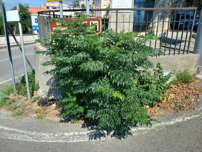 Disagi nel quartiere di Gagliano: i cittadini chiedono all’Amministrazione comunale interventi urgenti
images Disagi nel quartiere di Gagliano: i cittadini chiedono all’Amministrazione comunale interventi urgenti