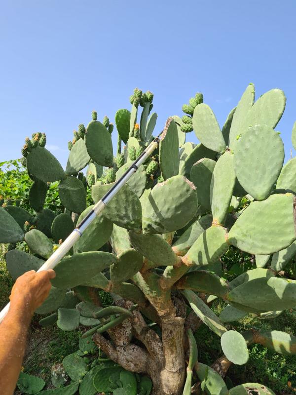 Per la festa di San Giovanni ritorna il rito della “scozzolatura” images Per la festa di San Giovanni ritorna il rito della “scozzolatura”