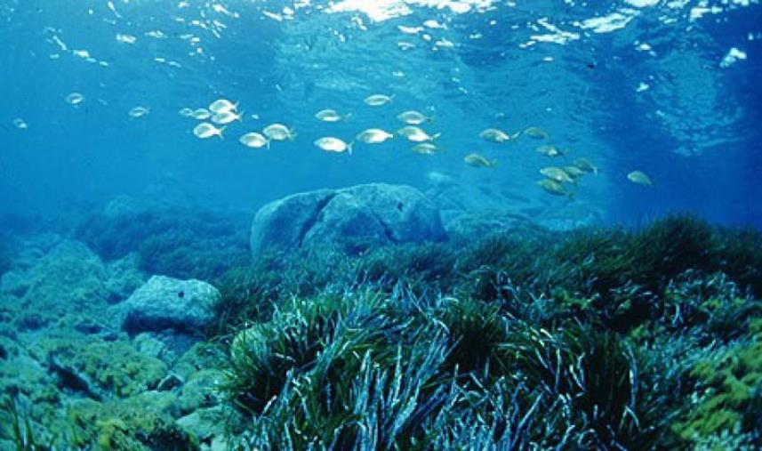 La Regione promuove “Gli stati generali del mare calabrese”. Gallo: "Al lavoro per migliorare la competitività del settore" images La Regione promuove “Gli stati generali del mare calabrese”. Gallo: "Al lavoro per migliorare la competitività del settore"