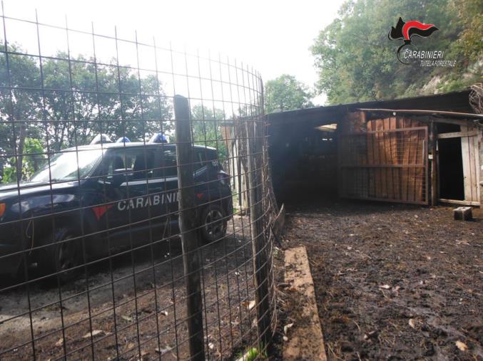 images Taverna e Sorbo San Basile: controlli a tappeto sui cani utilizzati per la custodia delle greggi