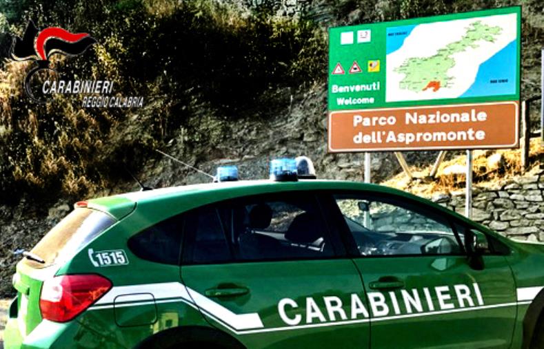 Vibo Valentia, taglio abusivo di 372 alberi a Nardodipace: sequestrata un’area comunale e sanzioni per 21mila euro
