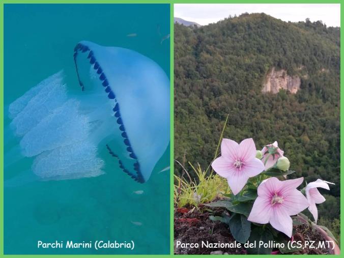 Le ricchezze di Calabria, in gara al WEEKEND GREEN AWARDS 2022 (LINK PER VOTARE) images Le ricchezze di Calabria, in gara al WEEKEND GREEN AWARDS 2022 (LINK PER VOTARE)