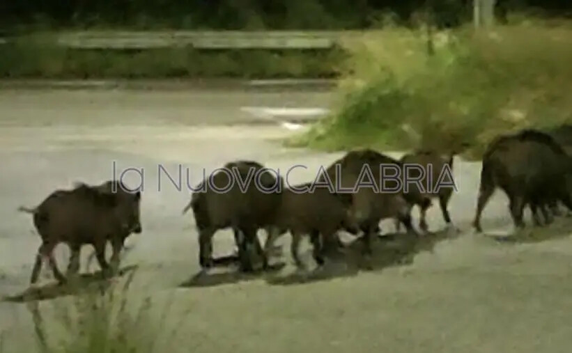 Catanzaro, branco di cinghiali a passeggio nel quartiere Aranceto (VIDEO) images Catanzaro, branco di cinghiali a passeggio nel quartiere Aranceto (VIDEO)