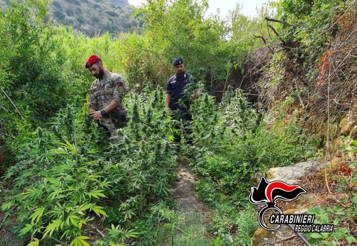 images Gioiosa Jonica. Scoperta piantagione di canapa: in manette tre giovani