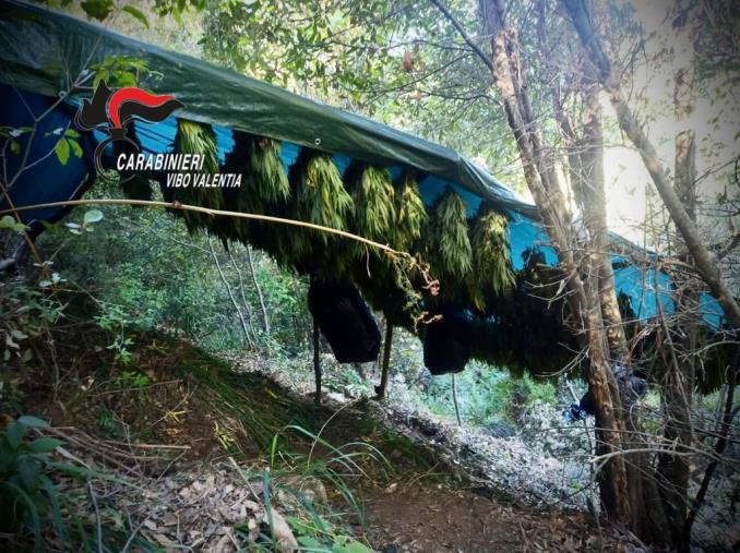 Scoperto essiccatoio di canapa indiana a Fabrizia images Scoperto essiccatoio di canapa indiana a Fabrizia