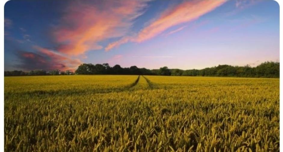 Voucher nel settore agricolo, Mauriello (Meritocrazia Italia): "Si punti a una più forte e non precaria contrattualizzazione del settore" images Voucher nel settore agricolo, Mauriello (Meritocrazia Italia): "Si punti a una più forte e non precaria contrattualizzazione del settore"