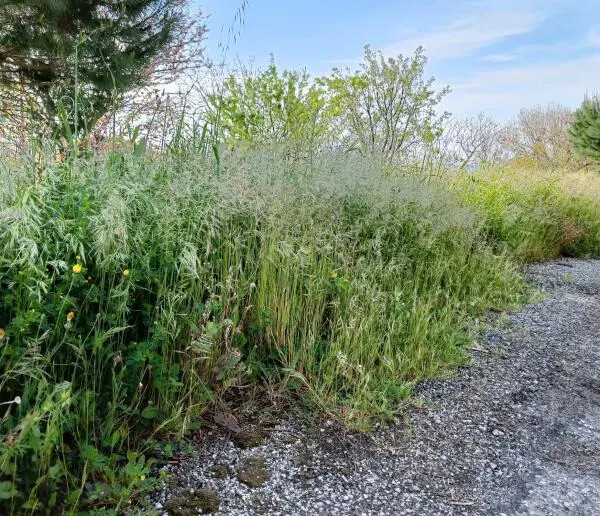 images Lamezia, la denuncia dell'Associazione Quartiere Capizzaglie: "Alla Ardito-Don Bosco il cortile fagocitato dalle aiuole selvagge"