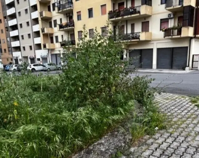 images "Nel quartiere Corvo un orto botanico del degrado", la denuncia dei consiglieri Veraldi, Donato e Parisi 