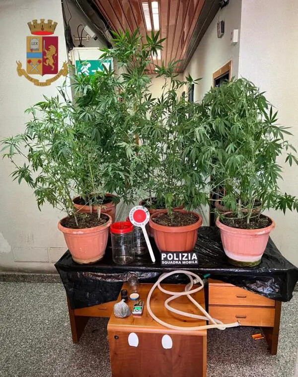 Coltivava cannabis nel giardino di casa: arrestato un uomo a Vibo images Coltivava cannabis nel giardino di casa: arrestato un uomo a Vibo