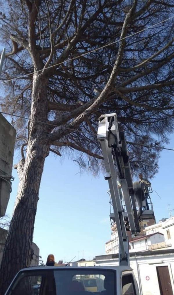 Catanzaro. Tagliato lo storico pino dello Stadio 'Nicola Ceravolo' images Catanzaro. Tagliato lo storico pino dello Stadio 'Nicola Ceravolo'