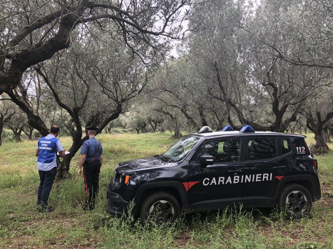 images Girifalco, controlli straordinari nel settore agroalimentare: sospesa l'attività di un’azienda 