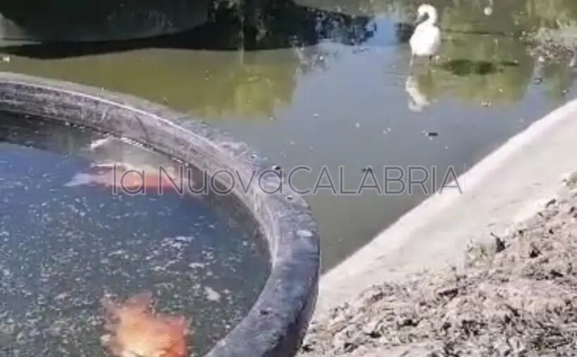 Galleggiano i pesci al Parco della Biodiversità, Traversa: "Liberati nel lago dai cittadini" images Galleggiano i pesci al Parco della Biodiversità, Traversa: "Liberati nel lago dai cittadini"