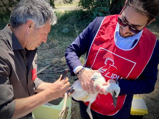 images "Adotta un piccolo di Cicogna": Grande (Lega) promuove l'iniziativa promossa da LIPU a Rende