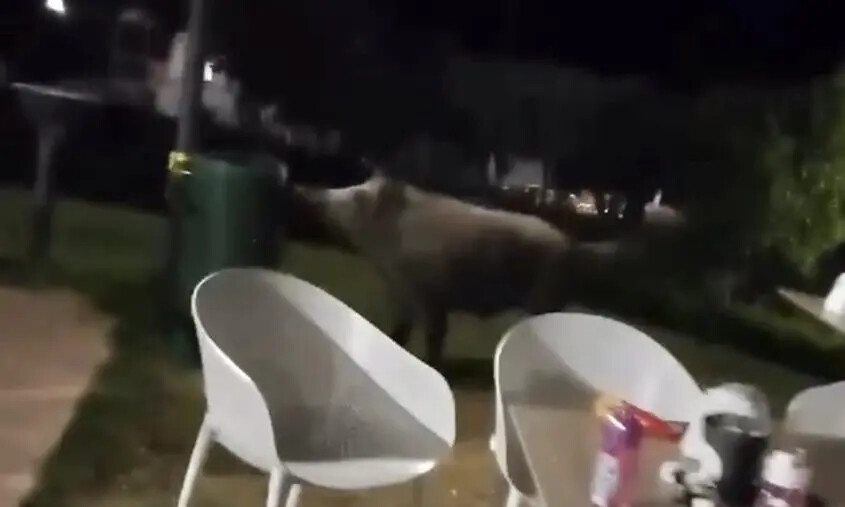 images Cinghiali nel Parco della Biodiversità, l'ordinanza di Fiorita: da domani  potranno essere catturati o uccisi