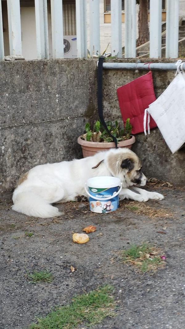 images Cane abbandonato a Girifalco, i vigili urbani trovano il proprietario: denunciato e multato