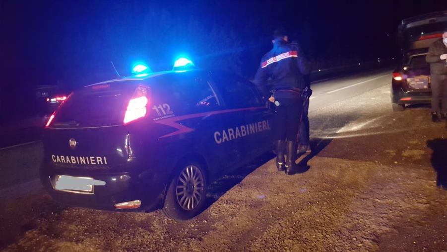 Sfiorata la tragedia nel Catanzarese: branco di cinghiali attraversa la statale 106 a Simeri Crichi images Sfiorata la tragedia nel Catanzarese: branco di cinghiali attraversa la statale 106 a Simeri Crichi