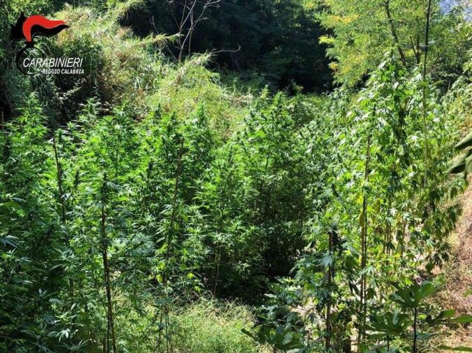 images Nate sulla spiaggia di Sibari 45 tartarughe "Caretta Caretta" 