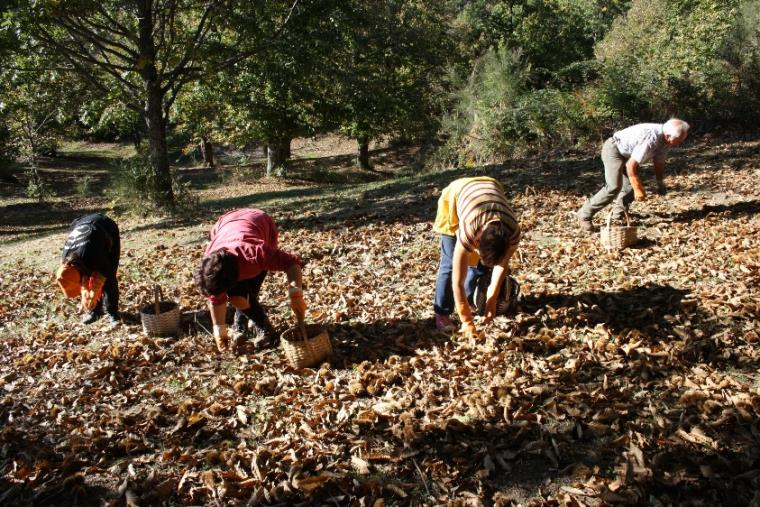 images Castanicoltura, a Palermiti venerdì 11 aprile l'appuntamento del Gal “Serre Calabresi”