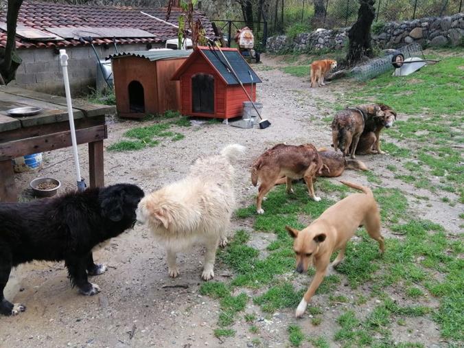 images Coronavirus. Come stanno affrontando l'emergenza i rifugi degli animali? Risponde la Lega del Cane di Soverato