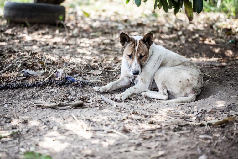 images Incendi, Calabria tra le terre più colpite. Ong animaliste chiedono un'ordinanza alla Regione
