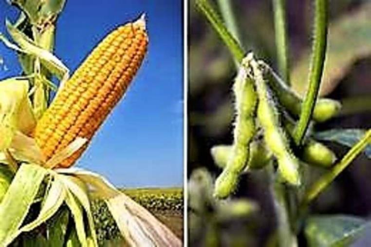 Coldiretti Calabria: "Allevatori in difficoltà, corsa dei prezzi in un anno per alimentazione animali nelle stalle" images Coldiretti Calabria: "Allevatori in difficoltà, corsa dei prezzi in un anno per alimentazione animali nelle stalle"