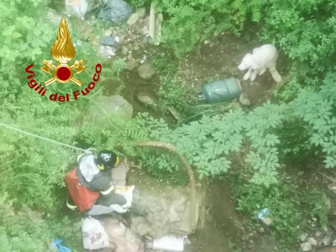 images Disavventura a lieto fine per un cucciolo di pastore maremmano a Settingiano (VIDEO)