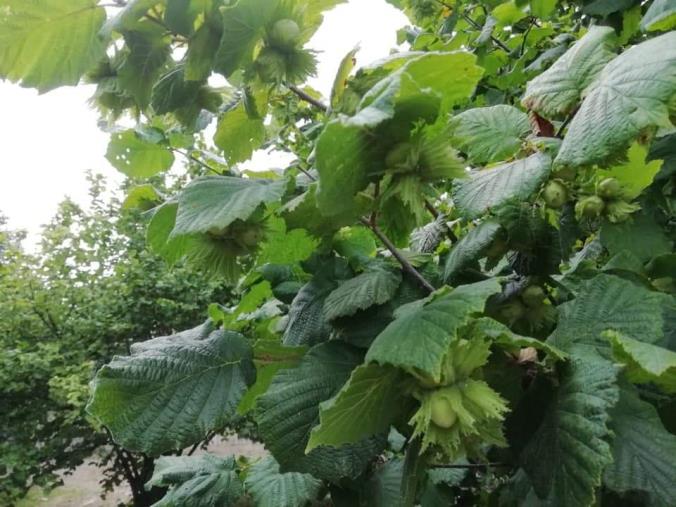 images I produttori catanzaresi della nocciola dicono no alla Ferrero e puntano sulla trasformazione in proprio