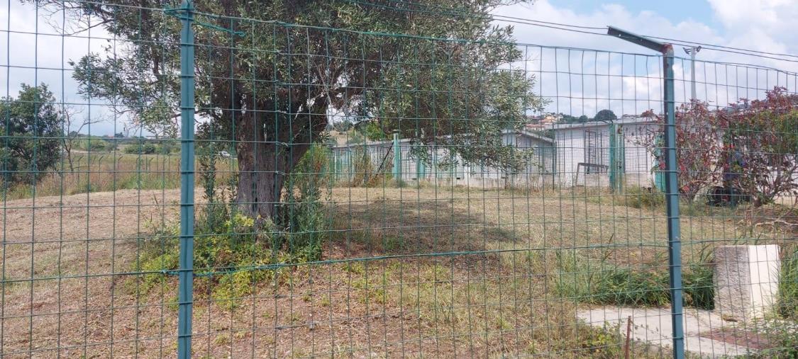 images Randagismo. Il Comune di Marcellinara alla ricerca di chi curerà e gestirà "Oasi parco rifugio  per cani randagi"