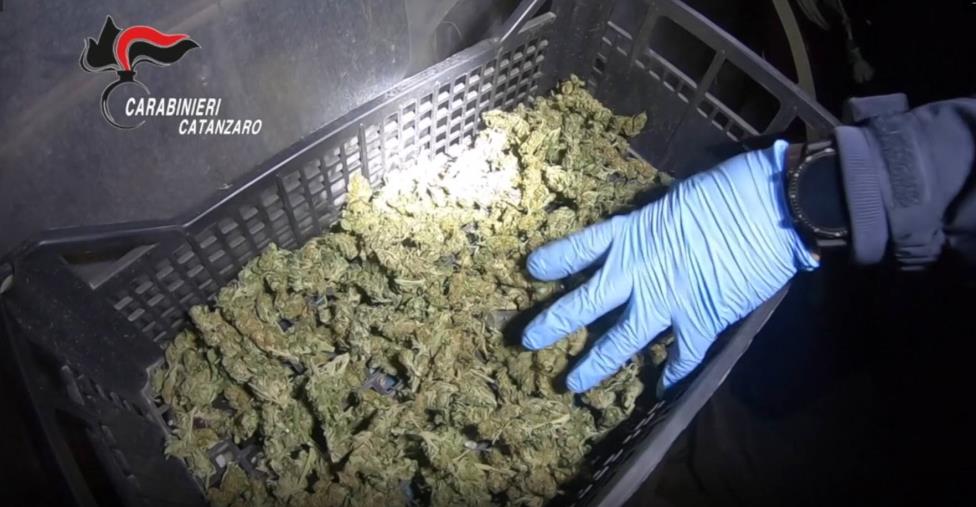 Coltivavano marijuana in un’azienda ortoflorovivaistica di Sellia Marina, 8 arresti (FOTO E NOMI) images Coltivavano marijuana in un’azienda ortoflorovivaistica di Sellia Marina, 8 arresti (FOTO E NOMI)