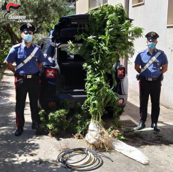 Soveria Mannelli. Coltivava cannabis tra gli ortaggi, arrestato 57enne albese images Soveria Mannelli. Coltivava cannabis tra gli ortaggi, arrestato 57enne albese
