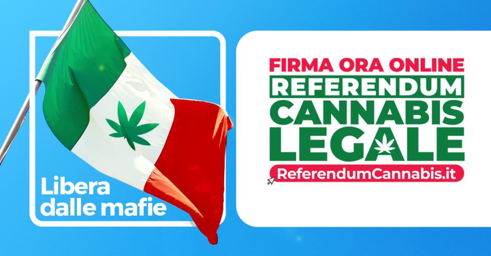 images Legalizzazione della cannabis. Tabù, domande, quesito: cosa c'è da sapere sul referendum che ha già raccolto 500mila firme
