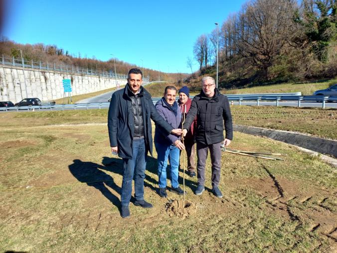 Un noccioleto all’uscita Cardinale-Torre della Trasversale delle Serre images Un noccioleto all’uscita Cardinale-Torre della Trasversale delle Serre