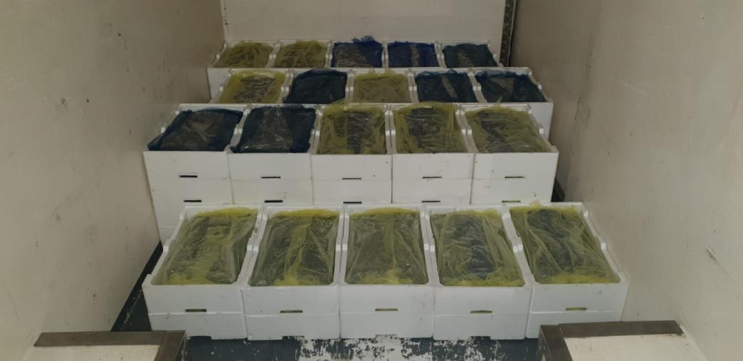 Crotone. Sequestrato un carico di novellame a bordo di un furgone images Crotone. Sequestrato un carico di novellame a bordo di un furgone