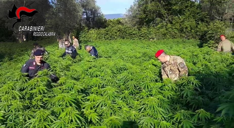 images Roccella Ionica. Rinvenute due piantagioni di cannabis 