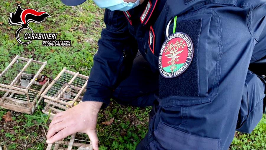Reggio Calabria, deteneva illegalmente 18 cardellini: denunciato images Reggio Calabria, deteneva illegalmente 18 cardellini: denunciato