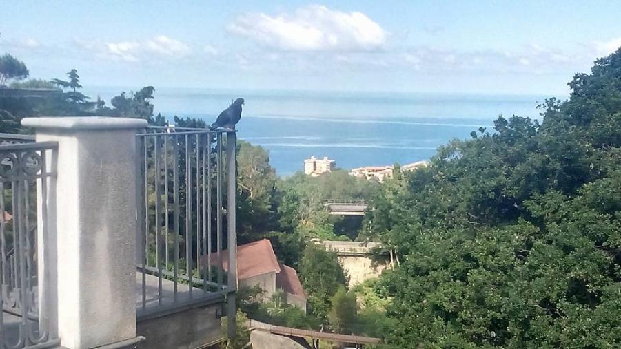 Fede&Culti. Nel Venerdì Santo, pregando con S. Francesco-Santo Patrono della Calabria images Fede&Culti. Nel Venerdì Santo, pregando con S. Francesco-Santo Patrono della Calabria