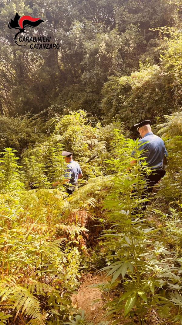 Tiriolo. I carabinieri scoprono ed estirpano una piantagione di canapa indiana images Tiriolo. I carabinieri scoprono ed estirpano una piantagione di canapa indiana
