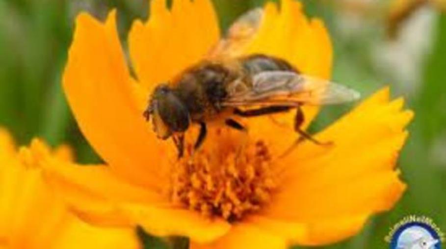 Agricoltura. Programma apistico, in arrivo 450mila euro per i produttori images Agricoltura. Programma apistico, in arrivo 450mila euro per i produttori