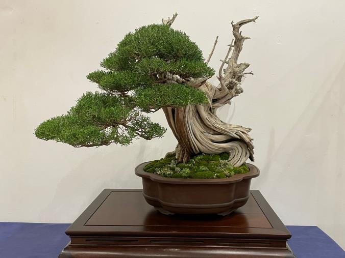 images Il Sud Italia diventa Capitale del Bonsai: al via il progetto di divulgazione gratuita “Perla dello Jonio”